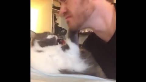 Slap Cat