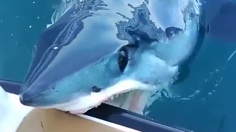 Giant whale shark casually pops up in front of scuba divers