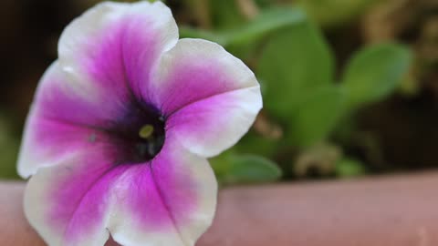 Exploring The Up Close World Of Flowers