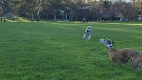 Whippet was excited to see her friend this afternoon.