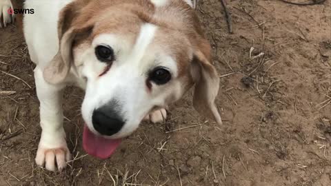 Morbidly obese dog three times the size of a normal beagle