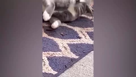 Funny cat