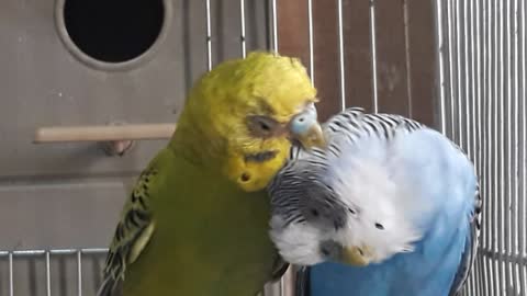 Amazing Couple Of Parakeets