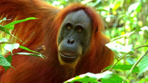 Orangutan Sitting On Tree And Attentively Looking Around