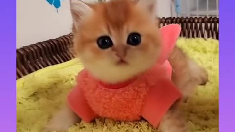 😍 Cute and Funny Cat Videos Compilation 2021 ||