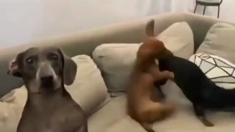 dog wants attention from owner