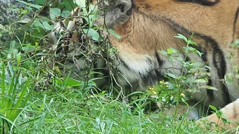 Hungrey tiger eatting grass