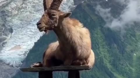 Goat Conquers Everest #shorts #shortvideo #video #virals #videoviral