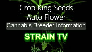 Crop King Seeds Autoflower - Cannabis Strain Series - STRAIN TV