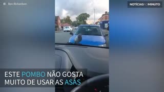 Pombo pega carona em viagem de carro