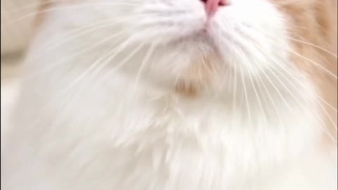 Funny video cat