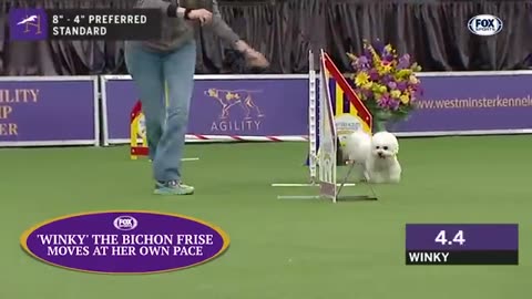 Watch 5 of the best WKC Dog Show moments to celebrate National Puppy Day | FOX SPORTS