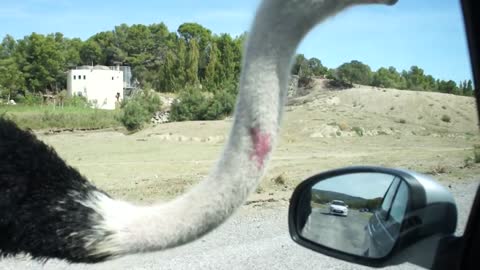 Funniest ostrich