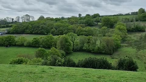 Cows watching us work intently