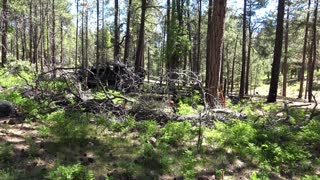 Gathering Firewood in High Speed