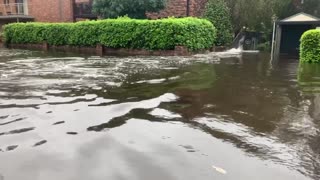 Kangaroos Spotted Struggling Through Flood Waters