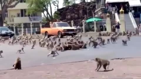 Two gangs of monkeys compete for territory