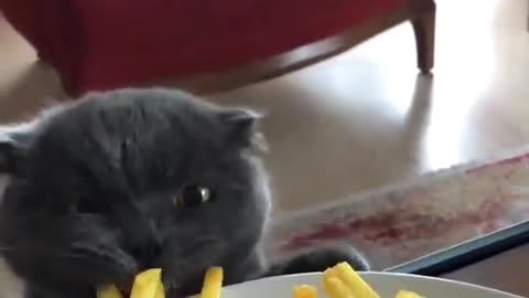 Funny Animals 🤣 Just One More French Fries 😹, Try Not To LAUGH!!! #Shorts