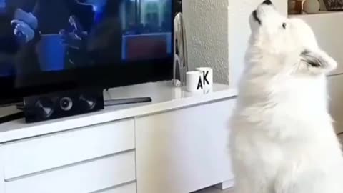 husky Barking Video