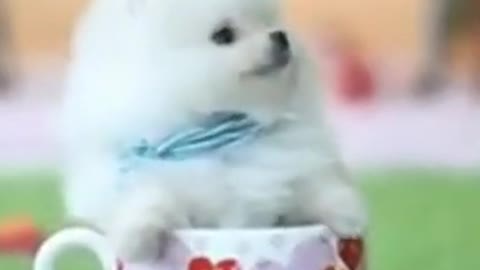 Teacup Pomeranian Dog | Baby Pomeranian | #Short