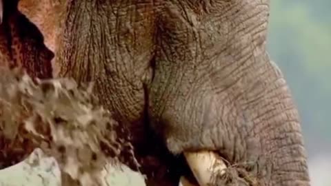 A close-up of an elephant, which has many wrinkles