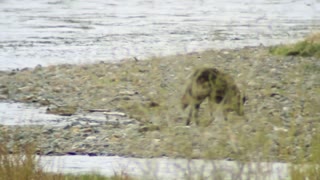 The Chase - Yellowstone National Park