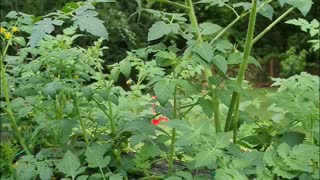 HANGING GARDEN JULY 1,2021