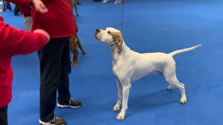 Jared wins at UKC Show