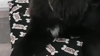 Newfoundland Puppy Crunches On A Carrot