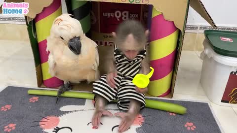 Smart BiBi helps dad feed baby parrots