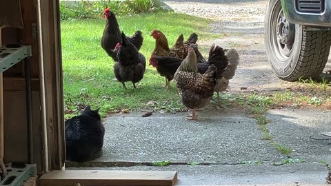 Odin & The Hen Council Meet (and Karen)