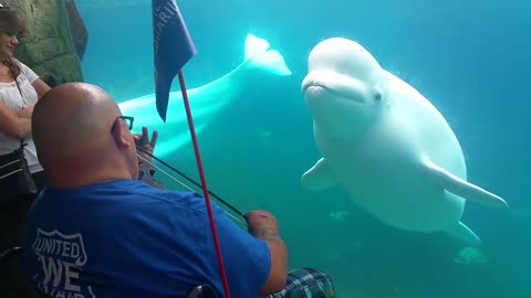 Beluga Mesmerized by Violin