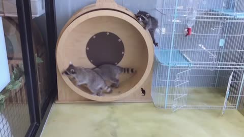 Raccoon and Catwheel