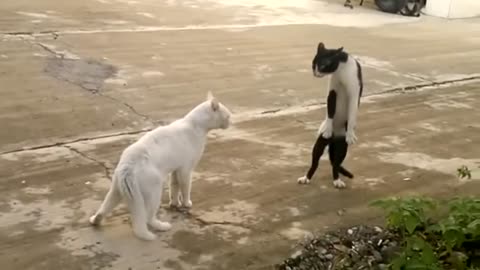 ninja cat fighting in the street