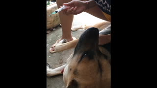 A girl vaccinating a dog during COVID-19 quarantine time by herself.