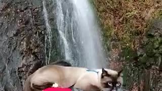 travel cat to the waterfall