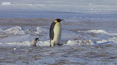 Baby Penguin Tries To Make Friends | Snow Chick: A Penguin's Tale | BBC Earth