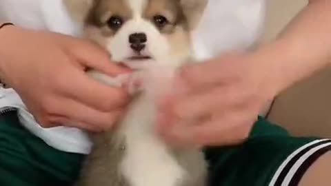 Cute Dog Dancing to Tiktok!