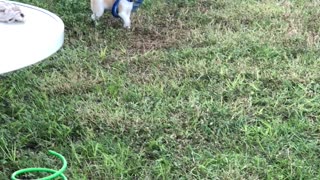 Pablo discovered the frisbee.