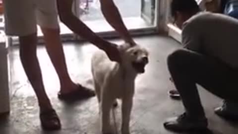 Funny Dog Injection videos Compilation