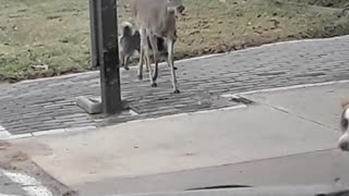 Unlikely Animals Friends Are Too Cute