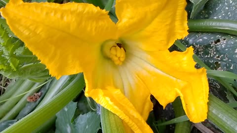 Female Courgette Flower and the Wasp in the Flemish Tasty Forest