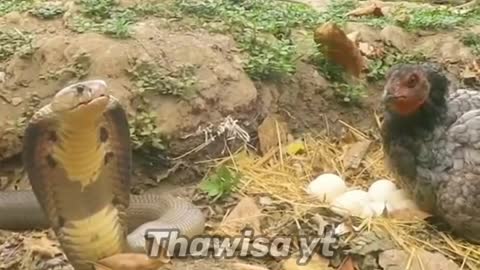 Chicken vs snake, who will win