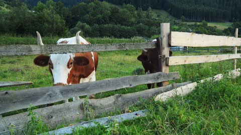 Cows graze in the mountains Carpathians