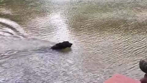 Dogs panic when owner swings out and falls into lake...