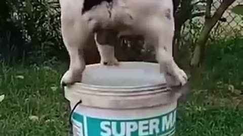 Funny animals 2023😆 - Funniest Cats and Dogs Videos