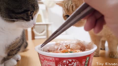 Coco the cat is surprised by the dried bonito dance on toshi koshi soba❤️😍😘