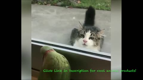 Funny Animal Video- Bird Plays Peek-A-Boo With Cat!