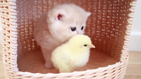 Kittens walk with a tiny chickenBaby cute cat#cutecat#bestcats#cats#viralcat#viralvideo