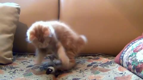 Fluffy Fun: Kitten's Playtime with Its Favorite Soft Toy 🧸🐱